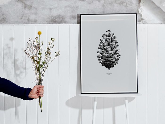 Paper Collective ポスター Pine Cone 50×70cm|《公式》北欧生地と雑貨の専門店 cortina コルティーナ